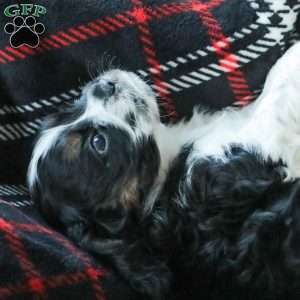 Banks, Cocker Spaniel Puppy