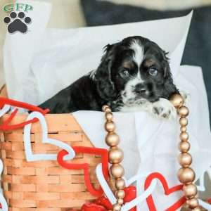 Banks, Cocker Spaniel Puppy