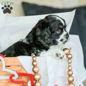 Banks, Cocker Spaniel Puppy