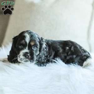 Banks, Cocker Spaniel Puppy