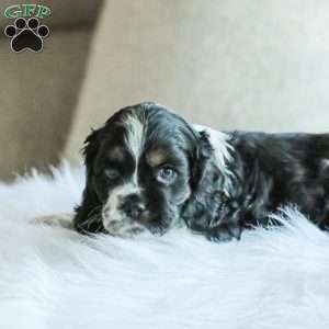 Banks, Cocker Spaniel Puppy