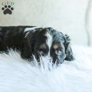 Banks, Cocker Spaniel Puppy