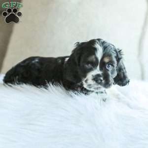 Banks, Cocker Spaniel Puppy