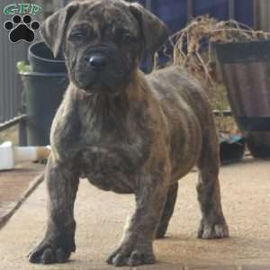 TIGER, African Boerboel Puppy