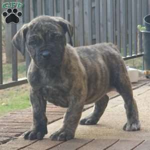 TIGER, African Boerboel Puppy