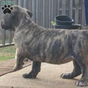 TIGER, African Boerboel Puppy