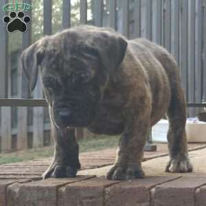 TIGER, African Boerboel Puppy