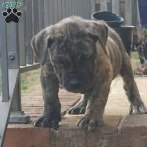TIGER, African Boerboel Puppy