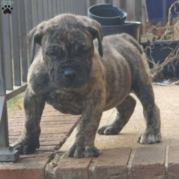 TIGER, African Boerboel Puppy