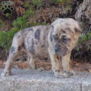 Puzzle, Cane Corso Puppy
