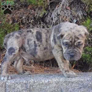Puzzle, Cane Corso Puppy