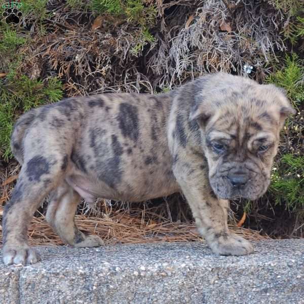 Puzzle, Cane Corso Puppy