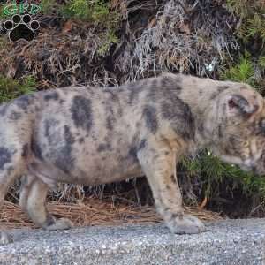 Puzzle, Cane Corso Puppy
