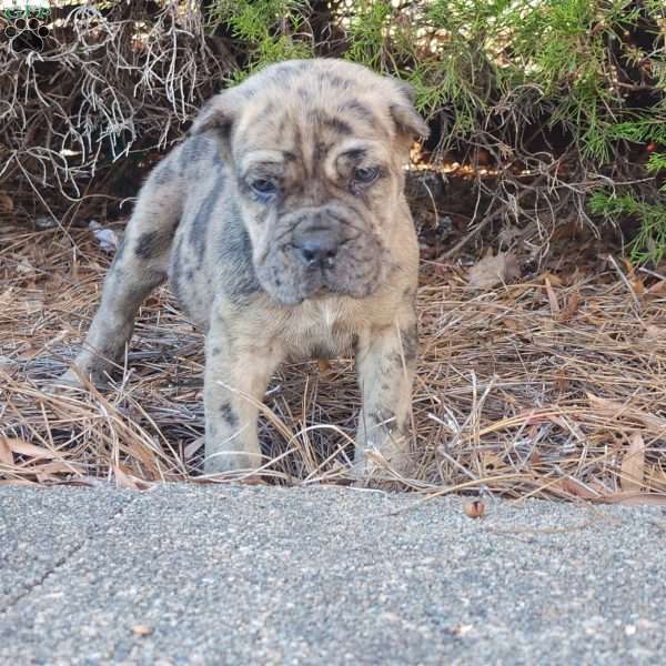 Puzzle, Cane Corso Puppy