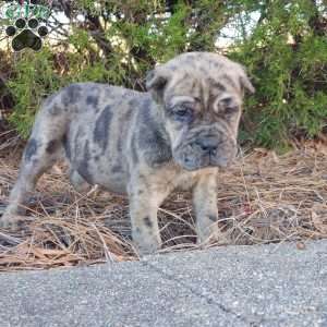 Puzzle, Cane Corso Puppy