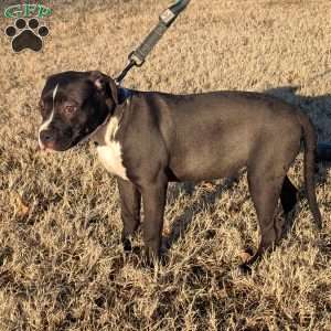 G3, American Bully Puppy