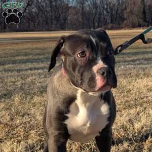 G3, American Bully Puppy