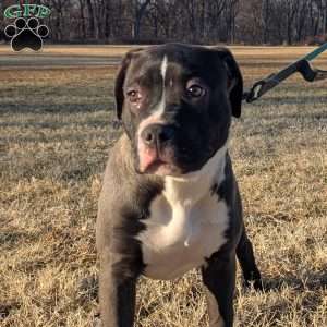 G3, American Bully Puppy