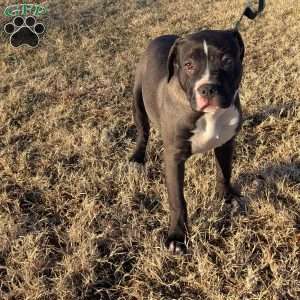 G3, American Bully Puppy