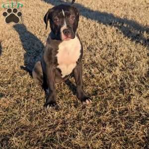 G3, American Bully Puppy