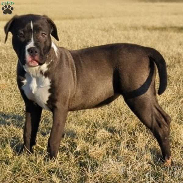 G3, American Bully Puppy