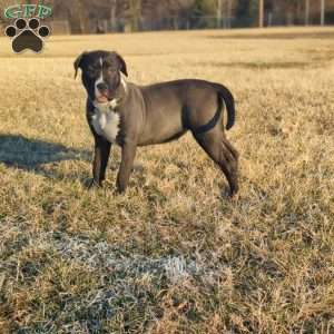 G3, American Bully Puppy