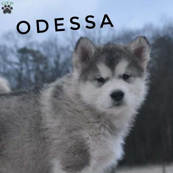 Odessa, Alaskan Malamute Puppy