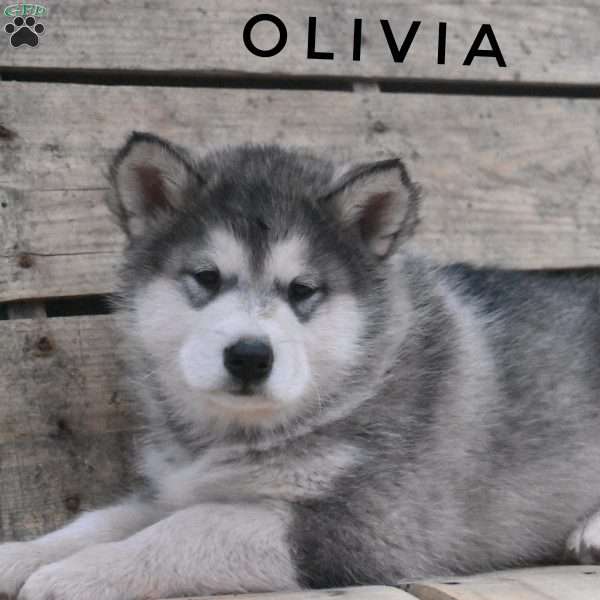 Olivia, Alaskan Malamute Puppy