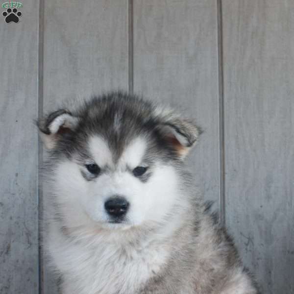 Ocean, Alaskan Malamute Puppy