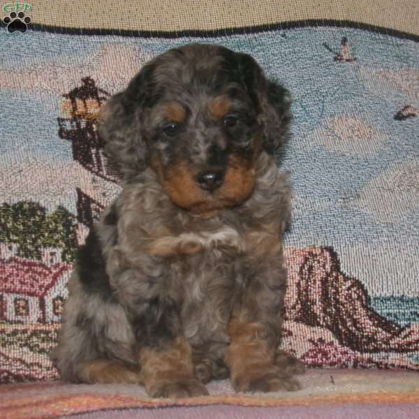 Benji, Mini Bernedoodle Puppy