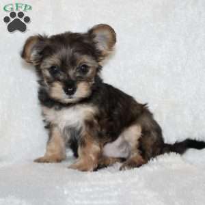 Kenny, Yorkie Poo Puppy