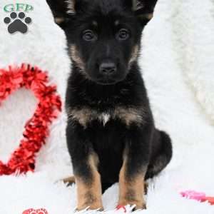 Zoey, German Shepherd Puppy
