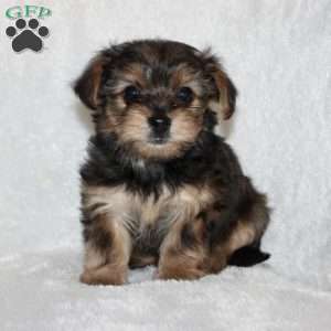 Kilo, Yorkie Poo Puppy