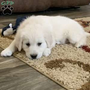 Coconut, English Cream Golden Retriever Puppy