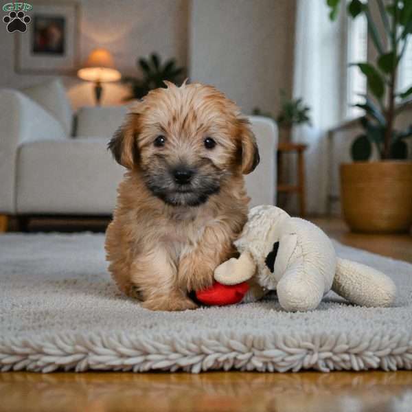Lilly, Morkie / Yorktese Puppy