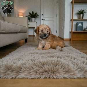 Lilly, Morkie / Yorktese Puppy