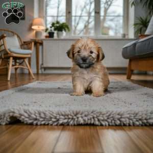 Lilly, Morkie / Yorktese Puppy