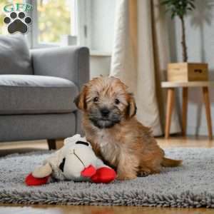 Lilly, Morkie / Yorktese Puppy