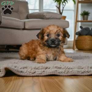 KALA, Morkie / Yorktese Puppy