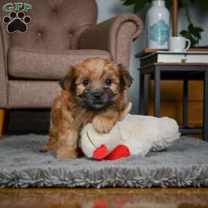KALA, Morkie / Yorktese Puppy