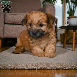KALA, Morkie / Yorktese Puppy