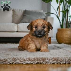 KALA, Morkie / Yorktese Puppy