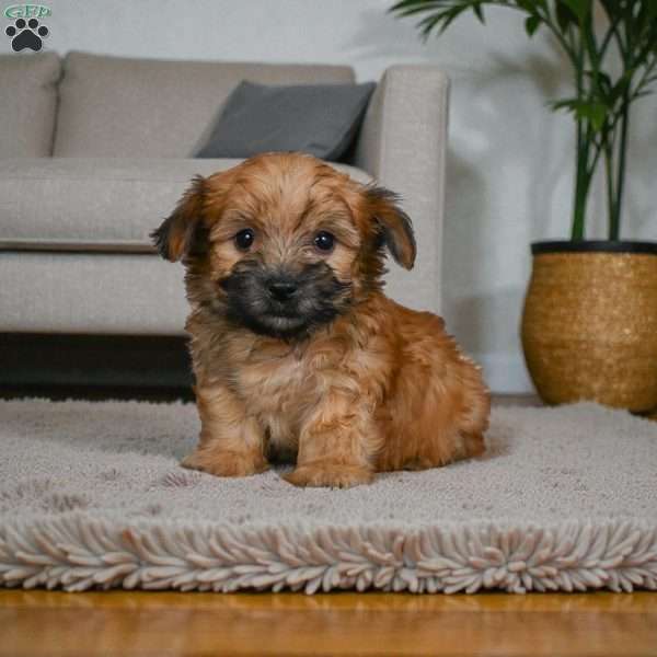 KALA, Morkie / Yorktese Puppy