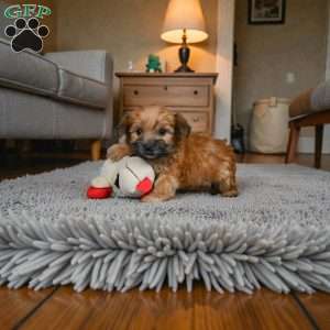 KALA, Morkie / Yorktese Puppy