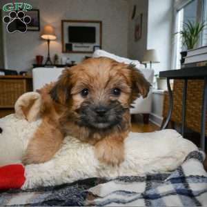 KALA, Morkie / Yorktese Puppy