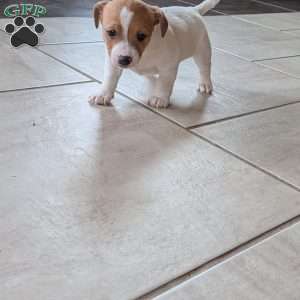 Delilah, Jack Russell Terrier Puppy