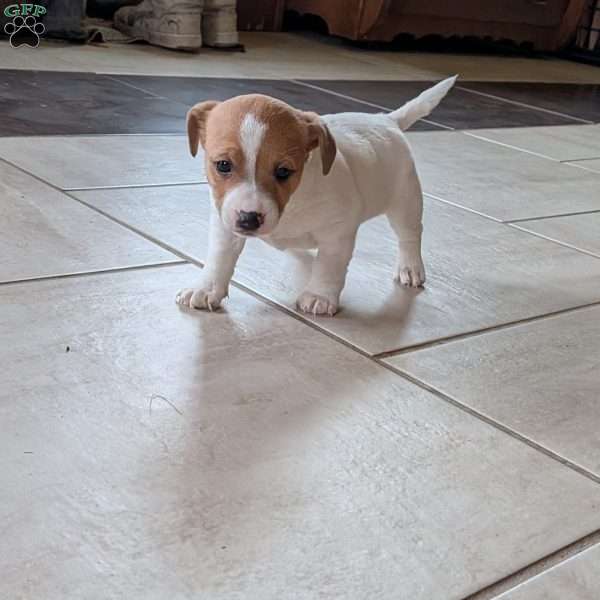 Delilah, Jack Russell Terrier Puppy