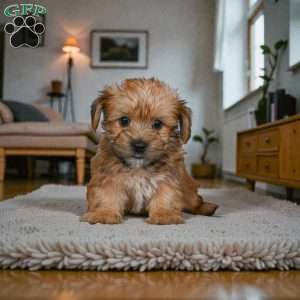 CODY, Morkie / Yorktese Puppy