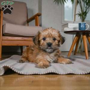 CODY, Morkie / Yorktese Puppy
