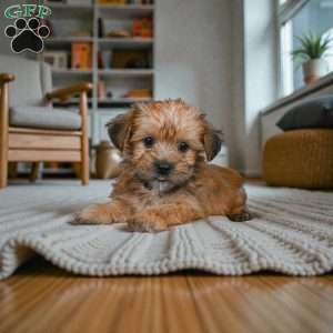 CODY, Morkie / Yorktese Puppy
